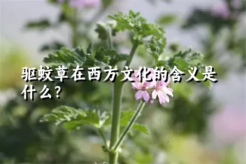 驱蚊草在西方文化的含义是什么？