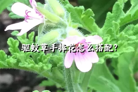 驱蚊草手捧花怎么搭配？