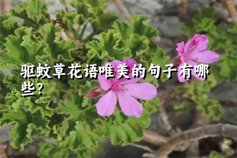 驱蚊草花语唯美的句子有哪些？