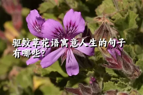 驱蚊草花语寓意人生的句子有哪些？