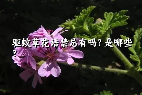 驱蚊草花语禁忌有吗？是哪些？