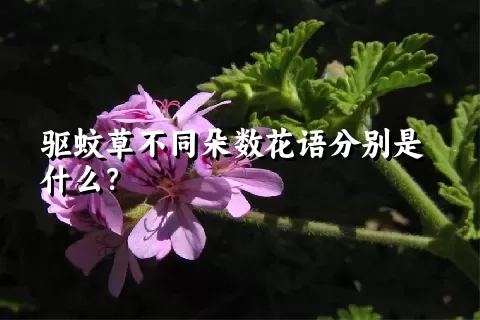 驱蚊草不同朵数花语分别是什么？