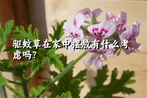 驱蚊草在家中摆放有什么考虑吗？