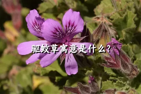 驱蚊草寓意是什么？