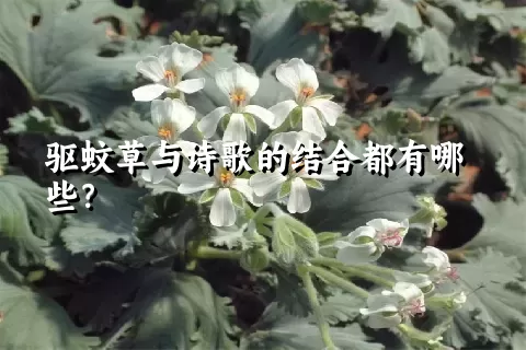 驱蚊草与诗歌的结合都有哪些？