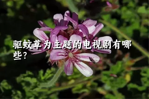 驱蚊草为主题的电视剧有哪些？