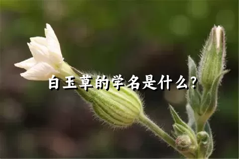 白玉草的学名是什么？