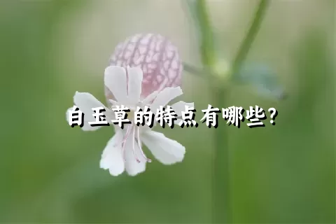 白玉草的特点有哪些？