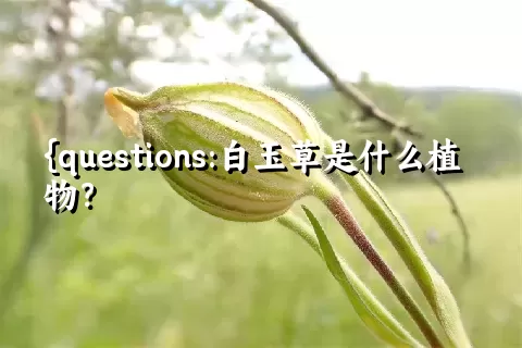 白玉草是什么植物？