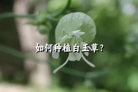 如何种植白玉草？