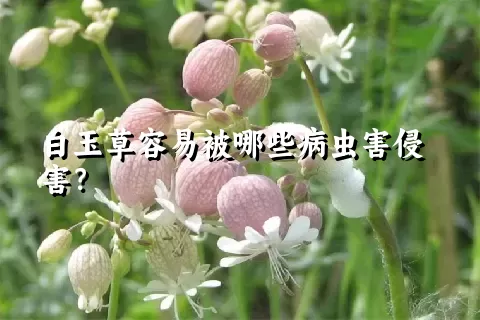 白玉草容易被哪些病虫害侵害？