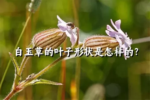 白玉草的叶子形状是怎样的？