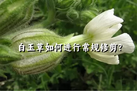 白玉草如何进行常规修剪？