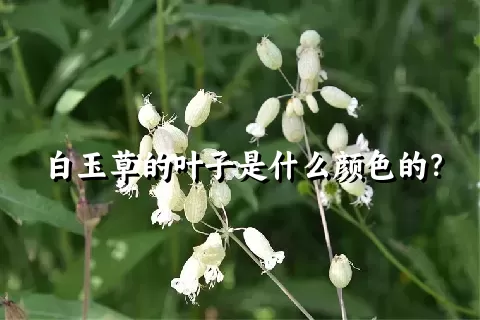 白玉草的叶子是什么颜色的？