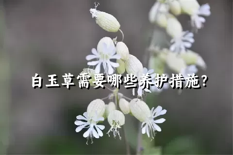 白玉草需要哪些养护措施？