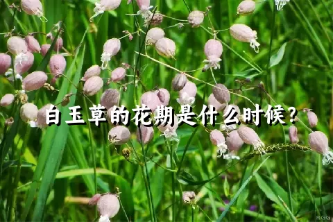 白玉草的花期是什么时候？