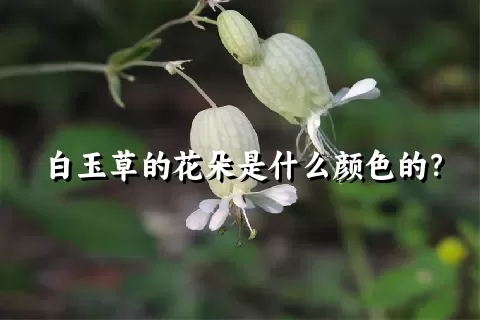 白玉草的花朵是什么颜色的？