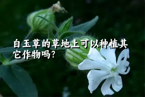 白玉草的草地上可以种植其它作物吗？