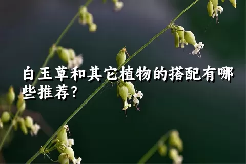 白玉草和其它植物的搭配有哪些推荐？