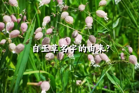 白玉草名字的由来？