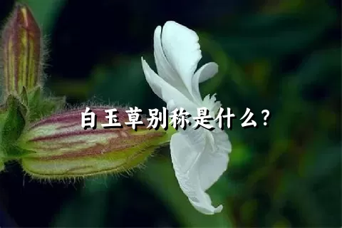 白玉草别称是什么？