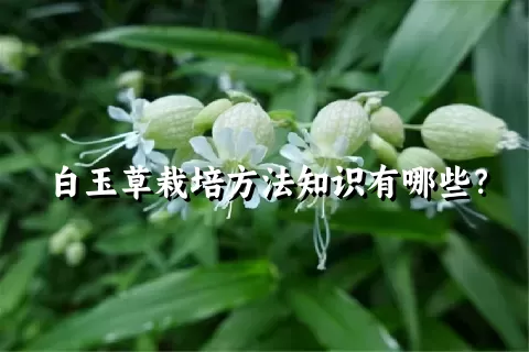 白玉草栽培方法知识有哪些？