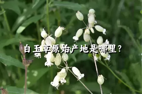 白玉草原始产地是哪里？