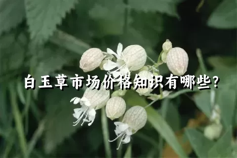 白玉草市场价格知识有哪些？