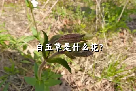 白玉草是什么花？