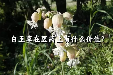 白玉草在医药上有什么价值？