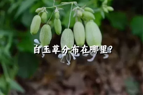 白玉草分布在哪里?