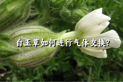 白玉草如何进行气体交换？