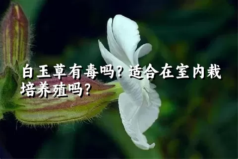 白玉草有毒吗？适合在室内栽培养殖吗？