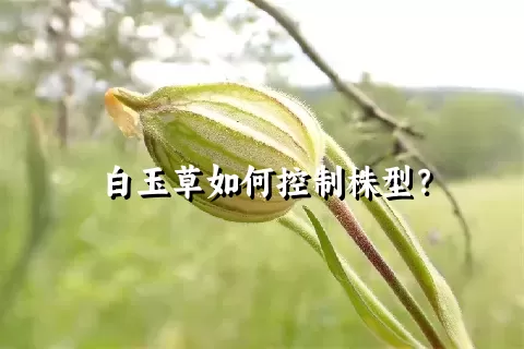 白玉草如何控制株型？