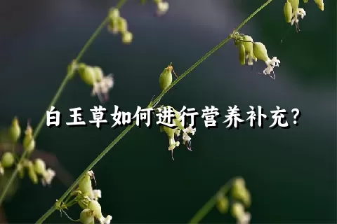 白玉草如何进行营养补充？