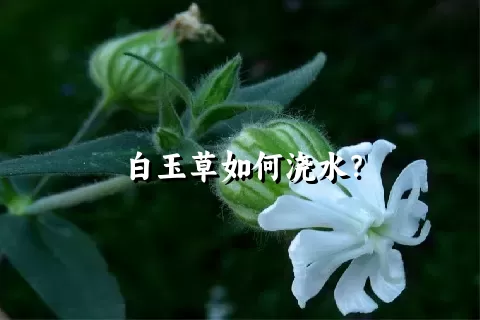 白玉草如何浇水？