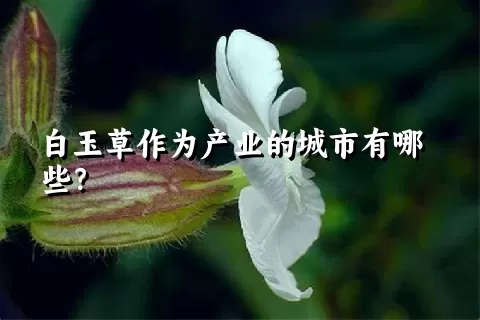 白玉草作为产业的城市有哪些？