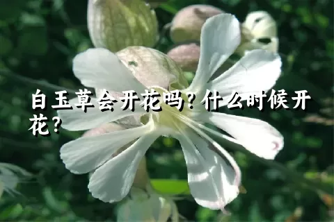 白玉草会开花吗？什么时候开花？