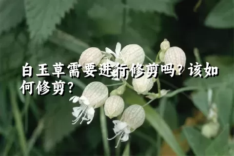 白玉草需要进行修剪吗？该如何修剪？