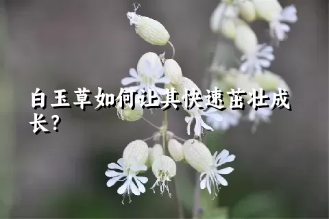 白玉草如何让其快速茁壮成长？