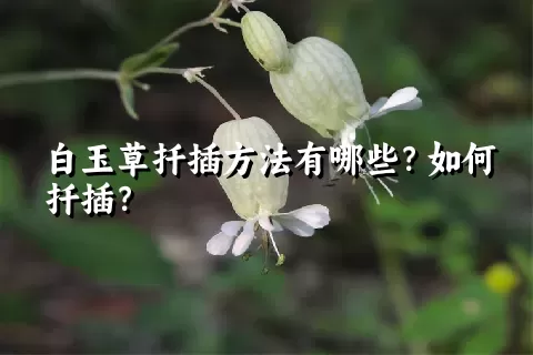 白玉草扦插方法有哪些？如何扦插？