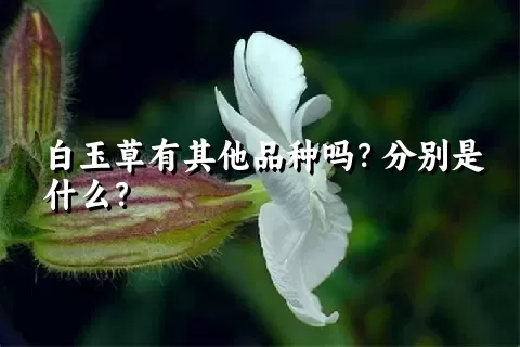 白玉草有其他品种吗？分别是什么？