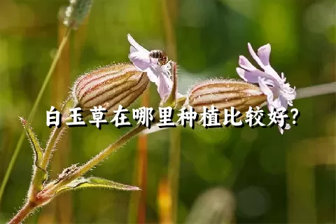 白玉草在哪里种植比较好？