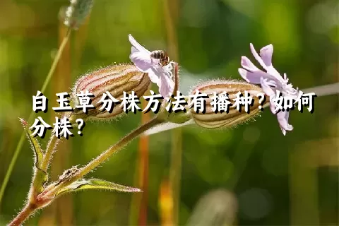 白玉草分株方法有播种？如何分株？