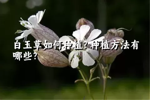 白玉草如何种植？种植方法有哪些？