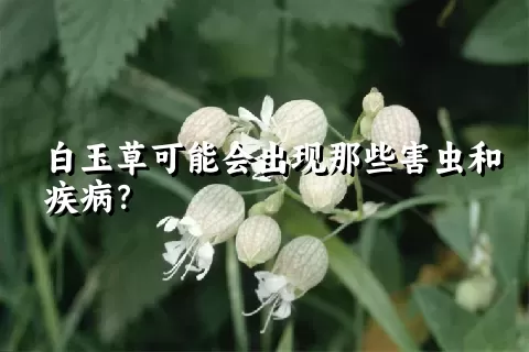 白玉草可能会出现那些害虫和疾病？