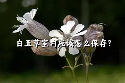 白玉草室内应该怎么保存？