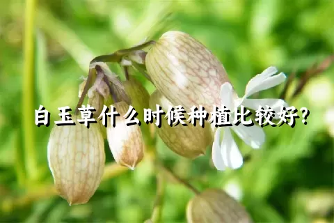 白玉草什么时候种植比较好？