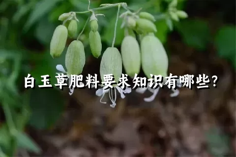 白玉草肥料要求知识有哪些？