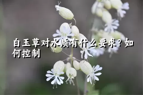 白玉草对水质有什么要求？如何控制